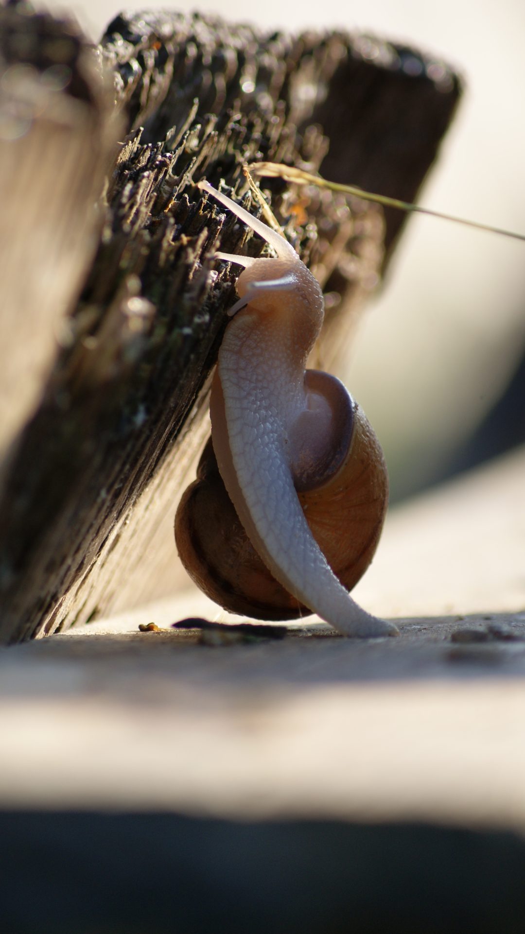 Leigné-Les-Bois, Vienne