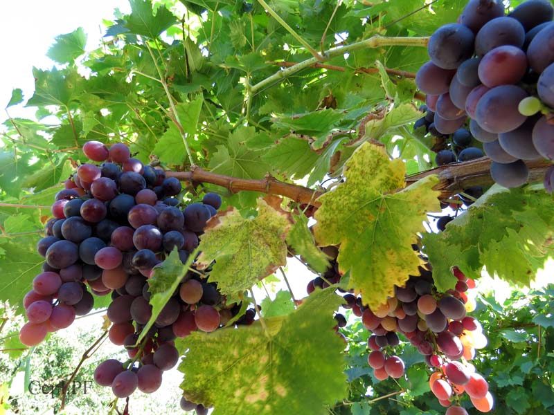 Photo 2 — Ternay, Vienne (86120)