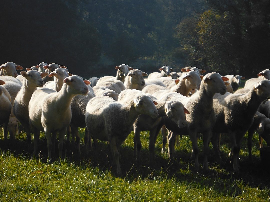 Saint-Amand-Le-Petit, Haute-Vienne