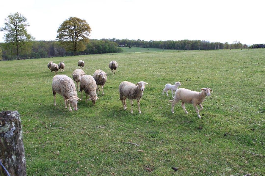 Saint-Auvent, Haute-Vienne
