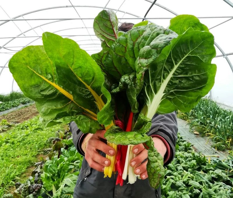 Photo 2 — Vaulry, Haute-Vienne (87140)