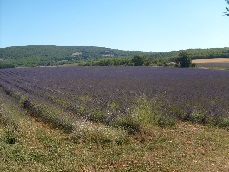 Faucon-du-Caire