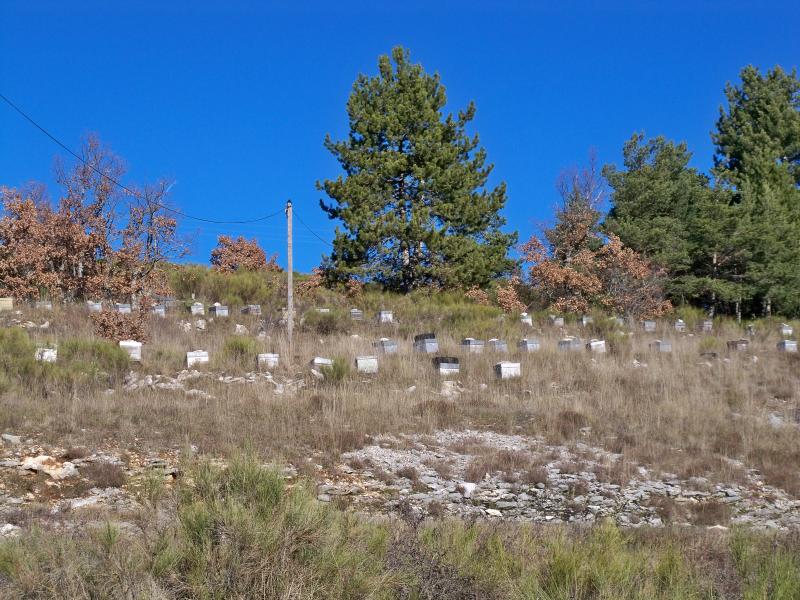 Salignac