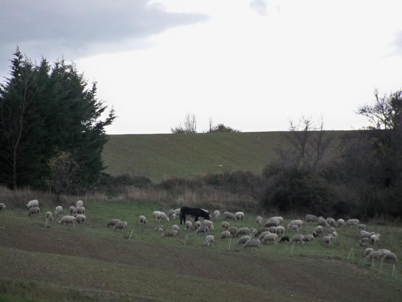 Vachères