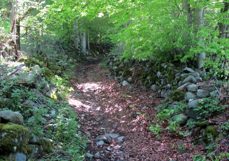 Forest-Saint-Julien