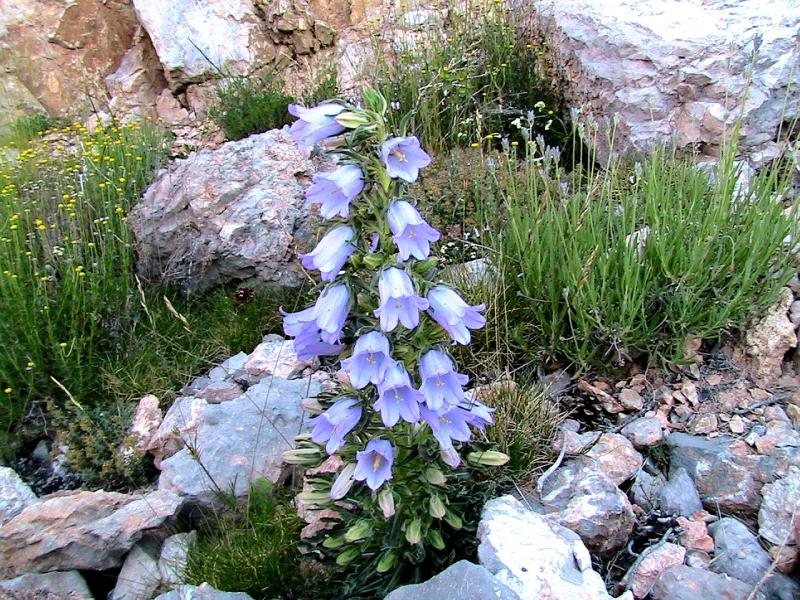 Sampzon