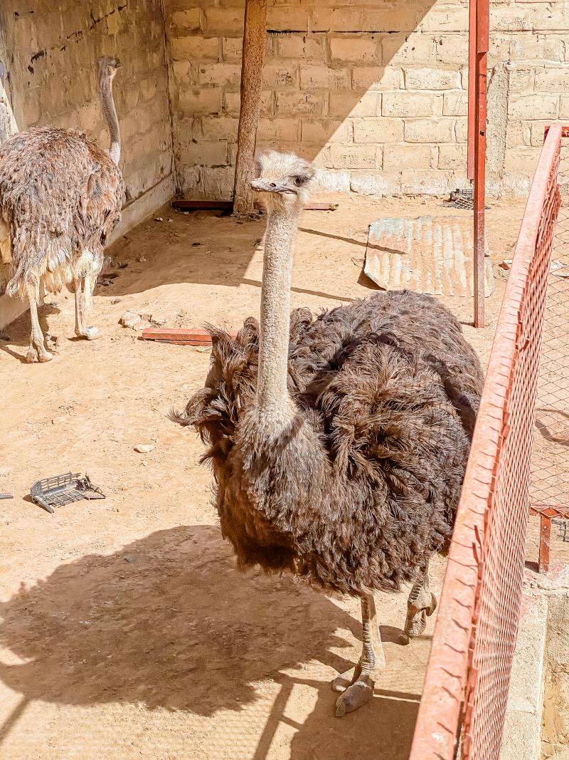 Photo 1 — Autruche, Ardennes (08240)