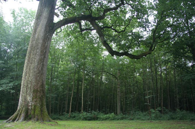 Boult-aux-Bois