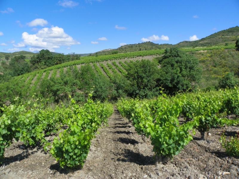 Cascastel-des-Corbières