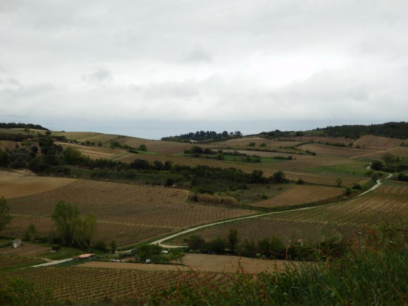 Pauligne