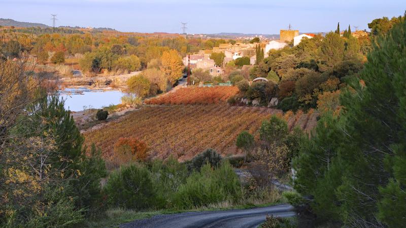 Ribaute
