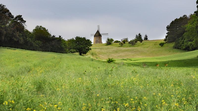Ribouisse