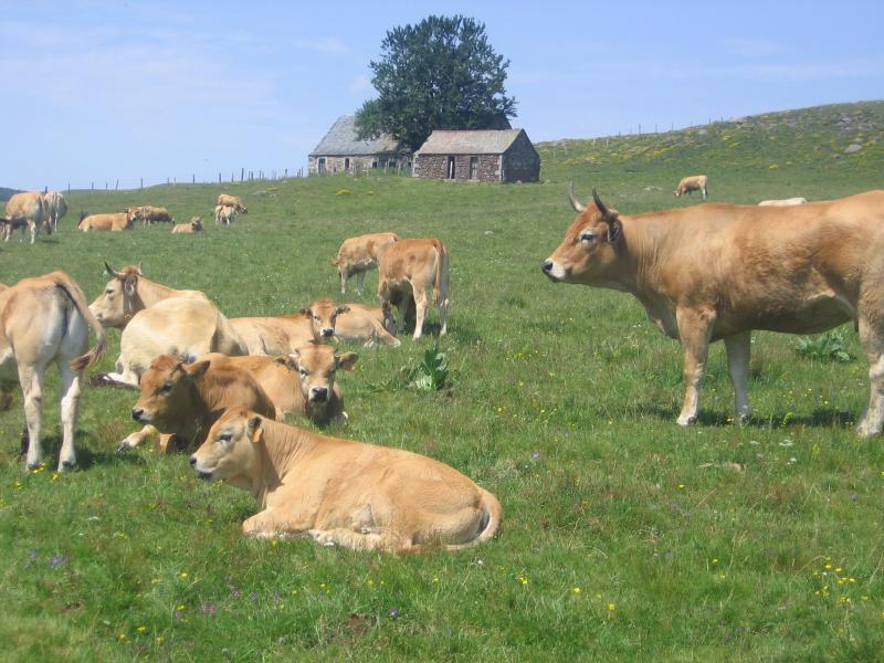 Saint-Chély-d'Aubrac