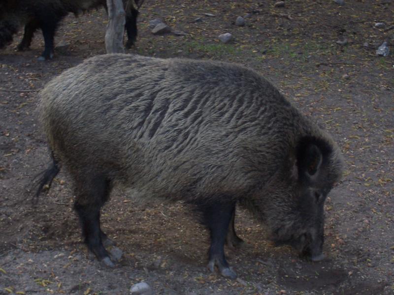 Maussane-les-Alpilles