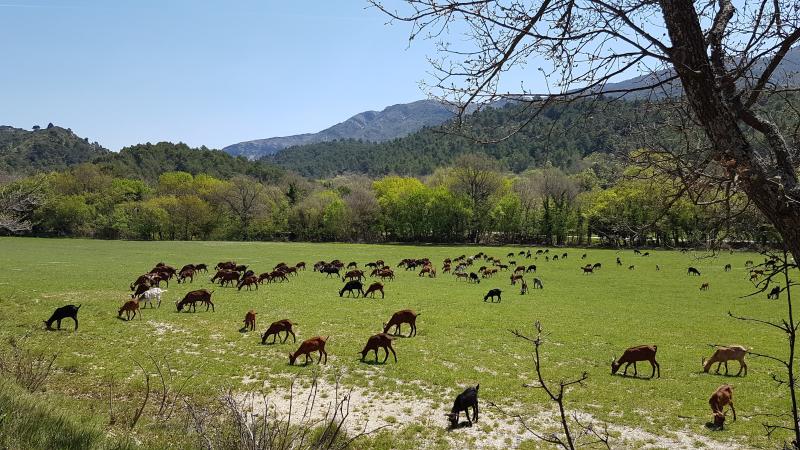 Vauvenargues