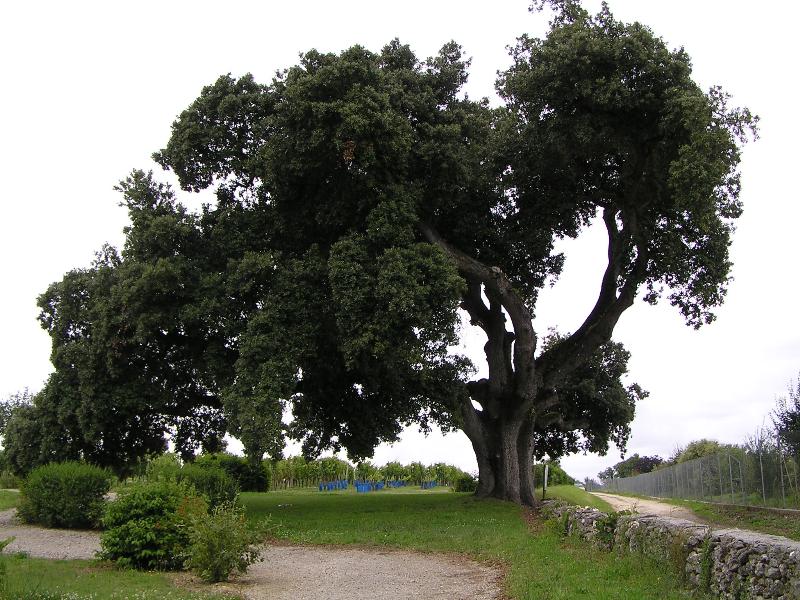 Val-de-Cognac