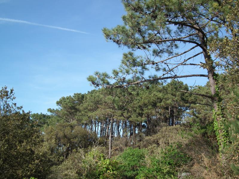 Saint-Georges-de-Didonne
