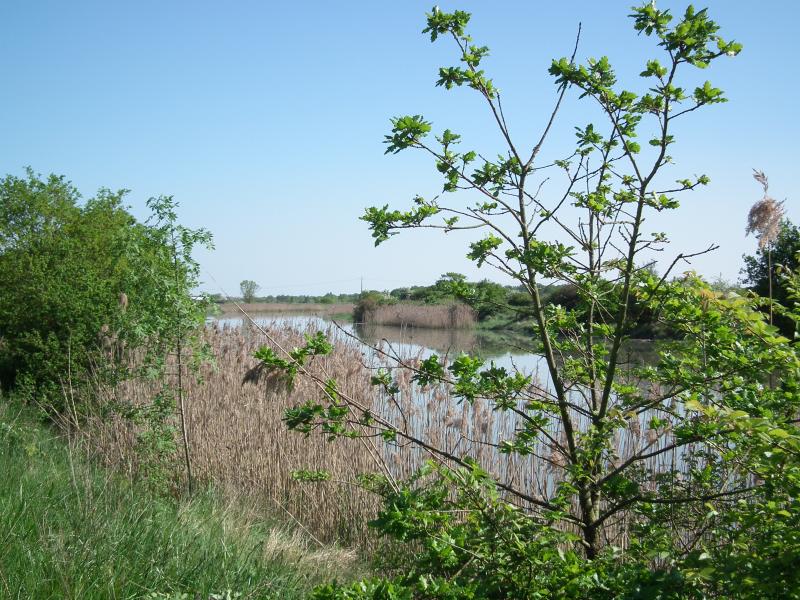 Saujon