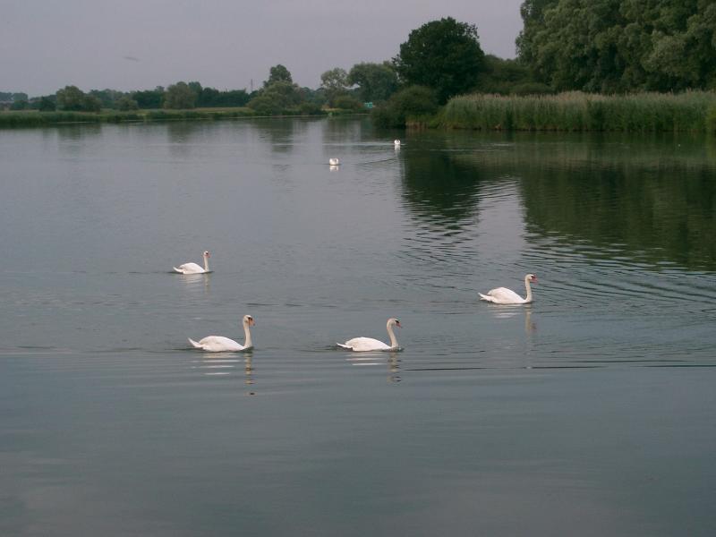 Chivres
