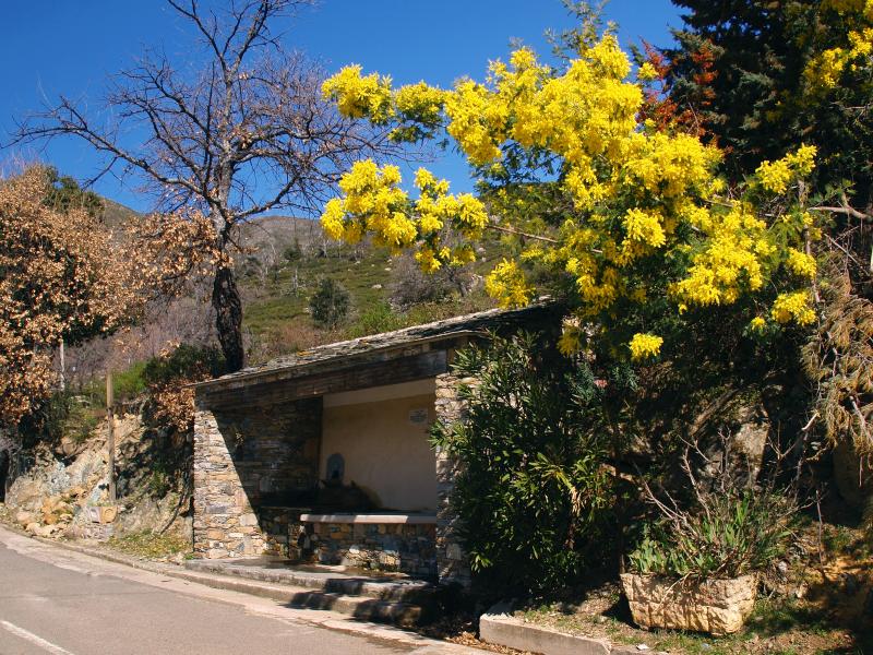 Campitello