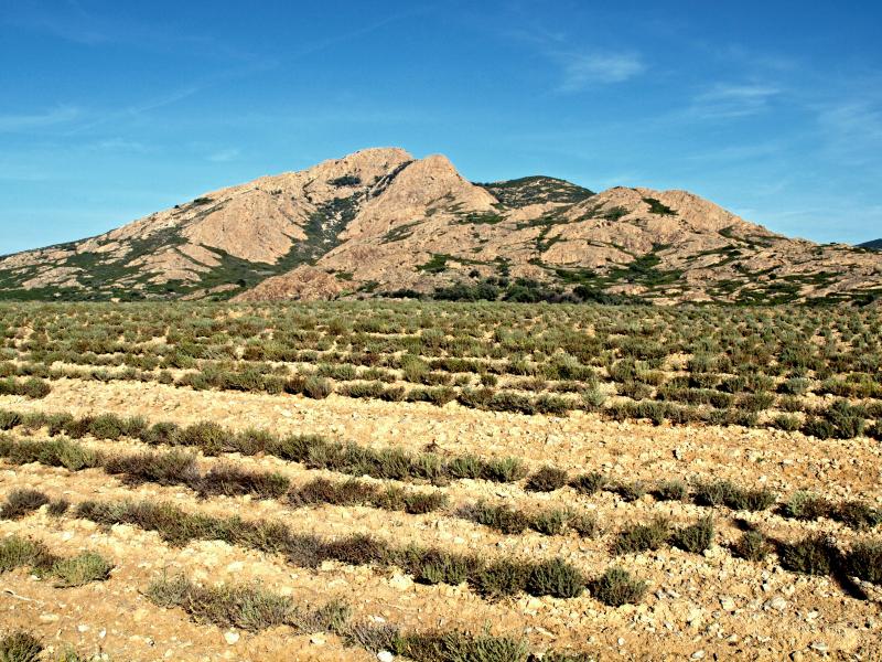 Palasca