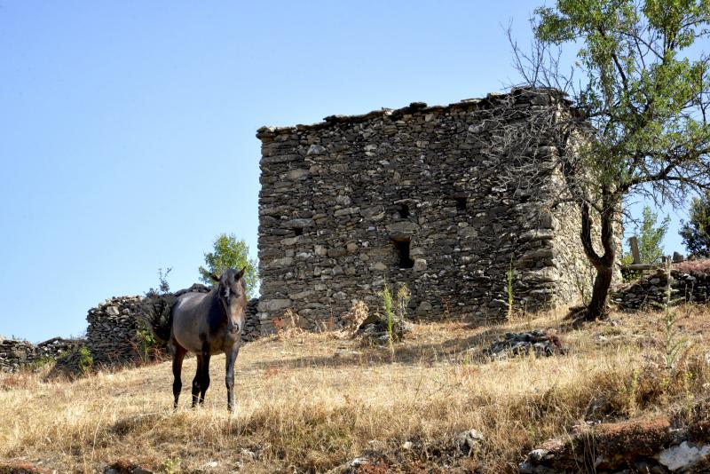 Tralonca
