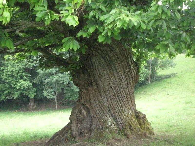 Saleich, Haute-Garonne