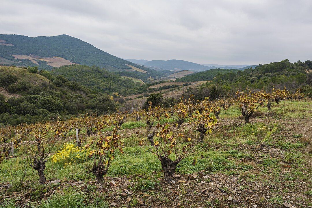 Photo 3 — Berlou, Hérault (34360)