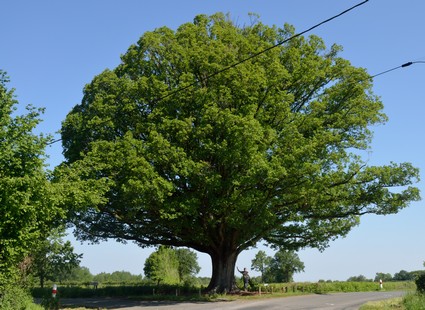 La Buxerette
