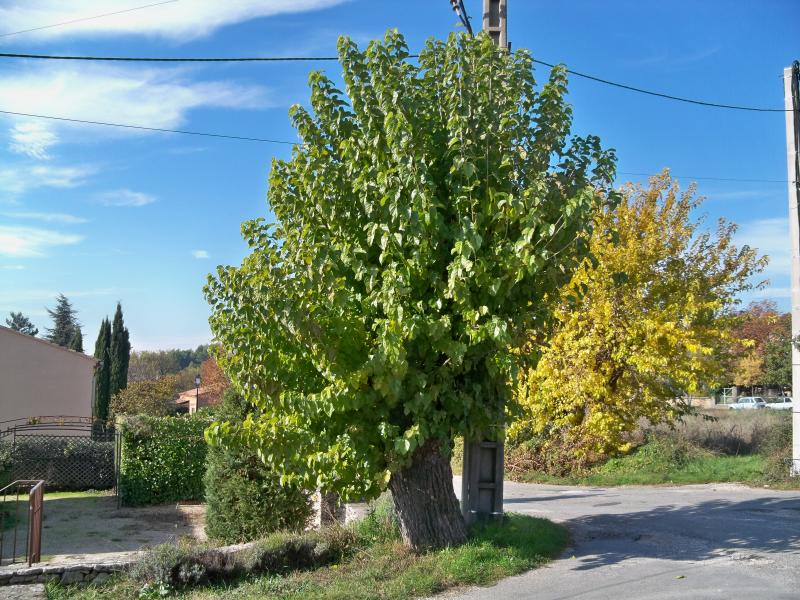 Orbigny