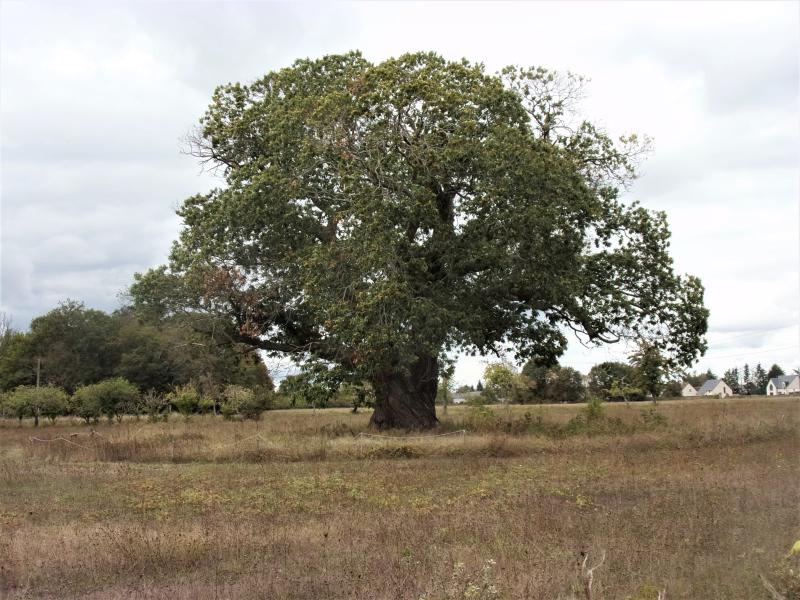 Veigné