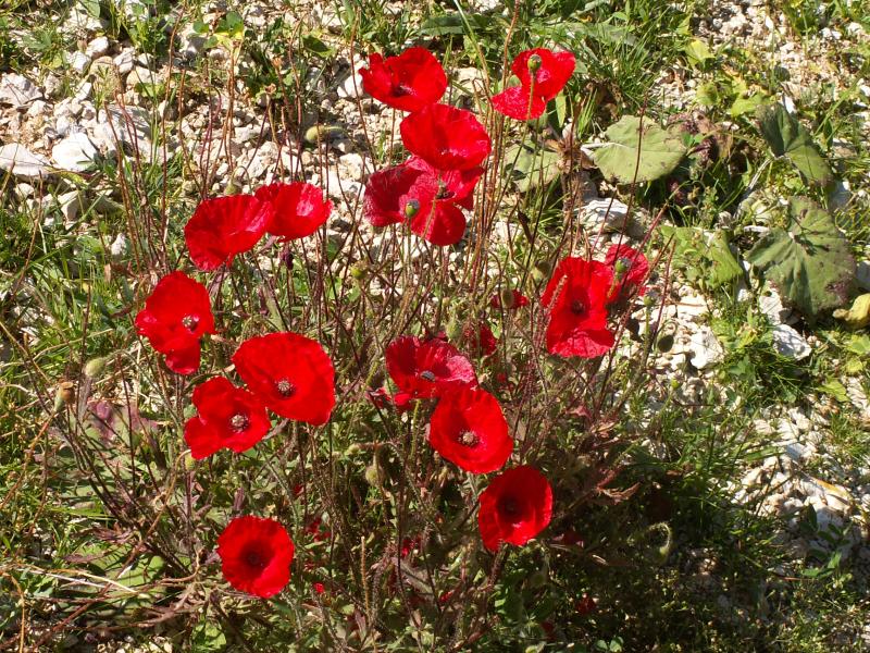 Montaud
