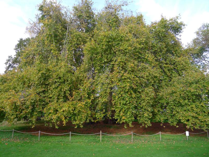 Savennières