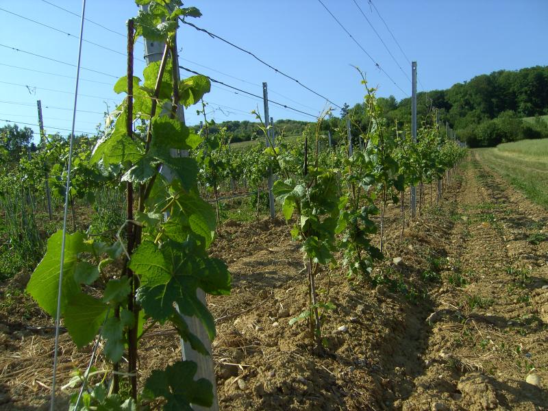 Féy