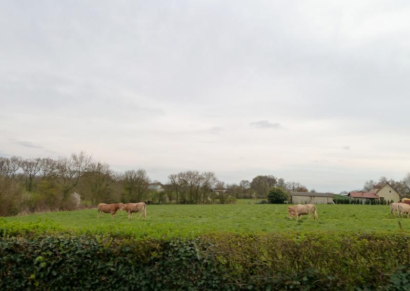 Ribarrouy