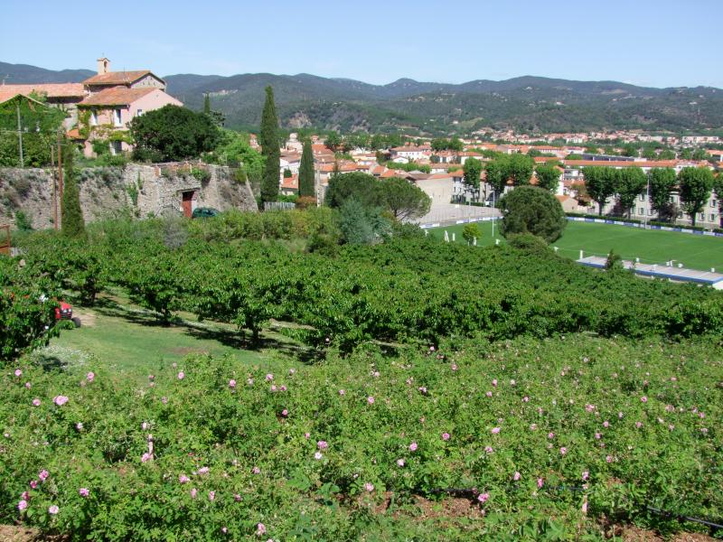 Céret