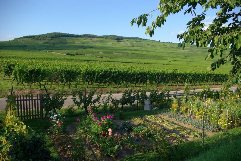 Kaysersberg Vignoble