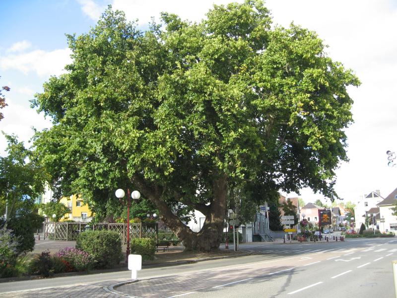 Lutterbach