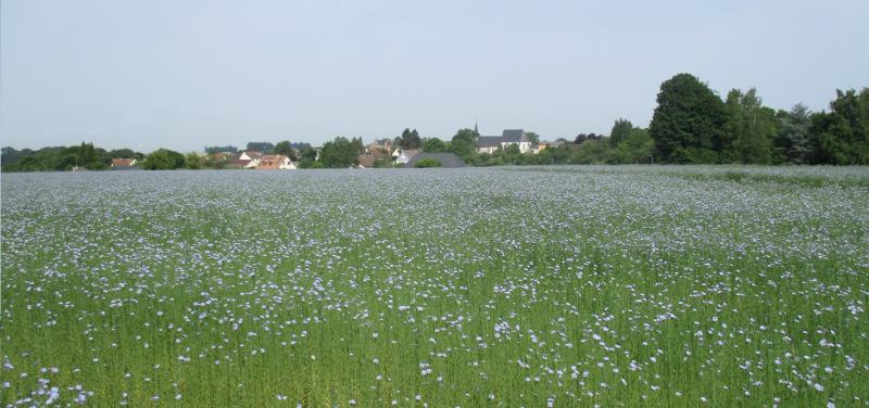 Beuzevillette