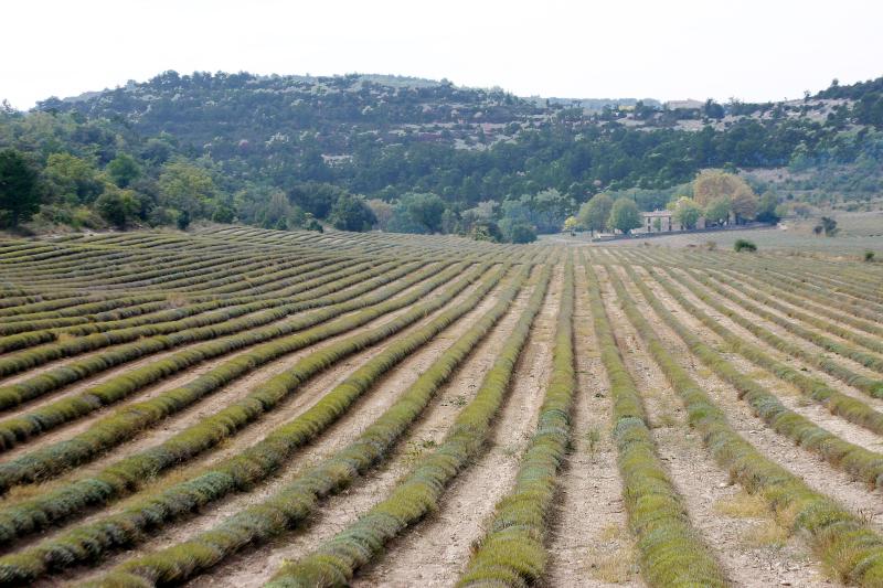 Buoux