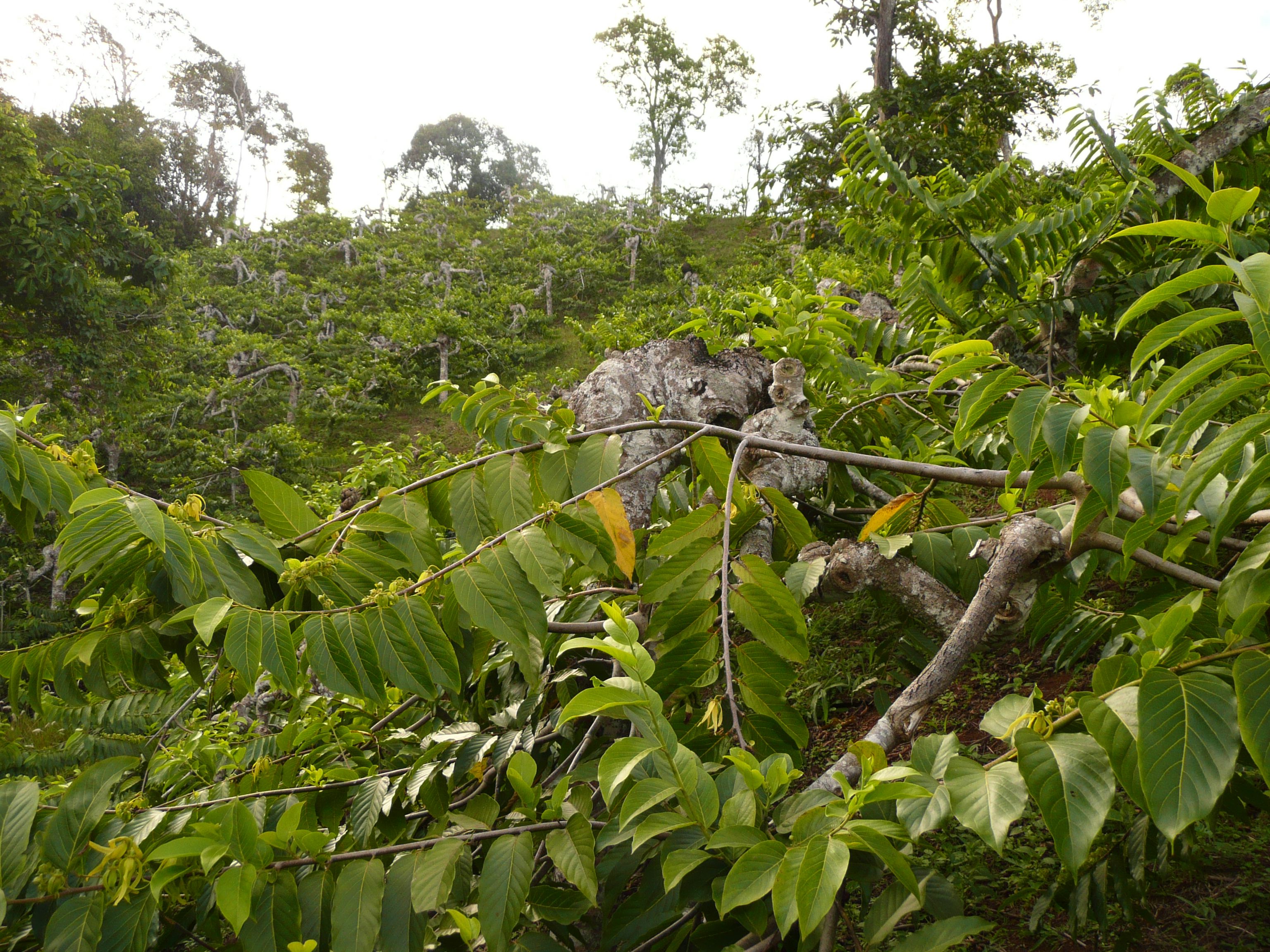 Photo 2 — Acoua, Mayotte (97630)
